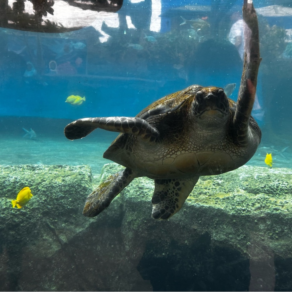 Meet your Posher, Gina